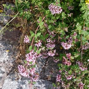 Unknown Species