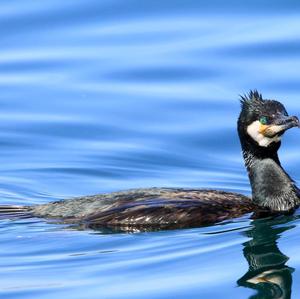 Great Cormorant