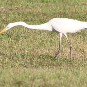 Great Egret