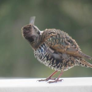 Common Starling