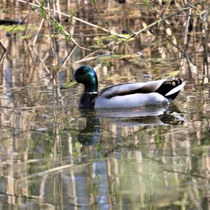 Mallard