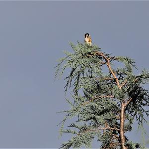 European Goldfinch