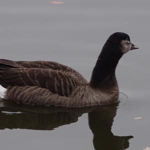 Barnacle Goose