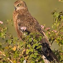 Western Marsh-harrier