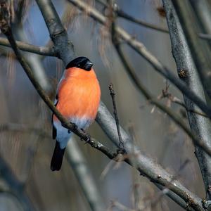 Eurasian Bullfinch