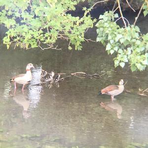 Nilgans