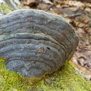 Tinder Polypore