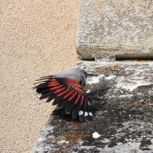 Wallcreeper