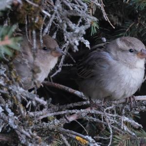 House Sparrow