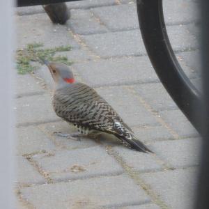 Northern Flicker