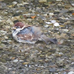 Eurasian Tree Sparrow