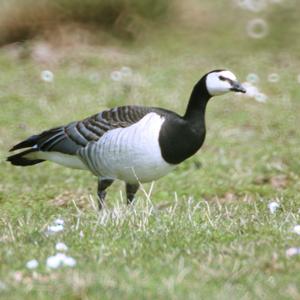 Barnacle Goose