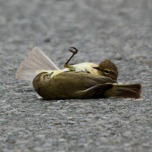 Common Chiffchaff