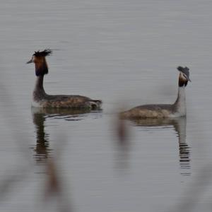 Great Crested Grebe