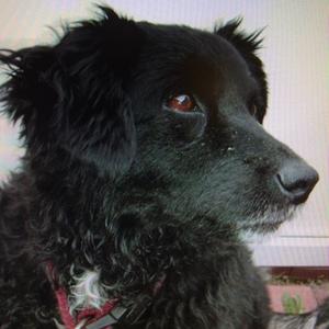 Unknown Breed