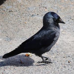 Eurasian Jackdaw