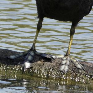 Common Coot