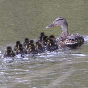 Mallard