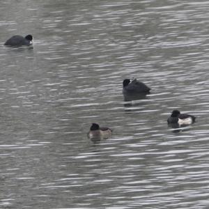 Common Coot