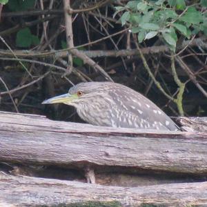 Black-crowned Night-heron