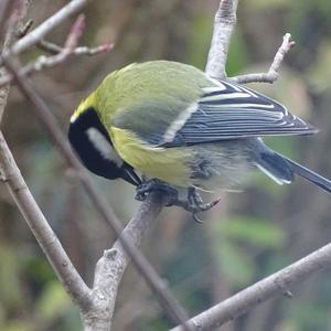 Great Tit