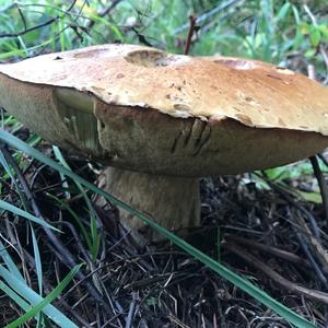 King Bolete