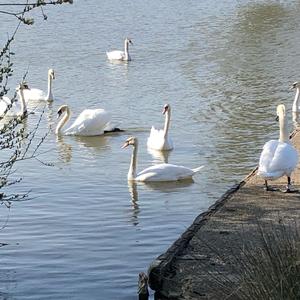 Mute Swan