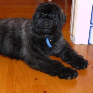 Bouvier des Flandres