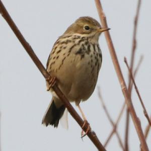 Tree Pipit