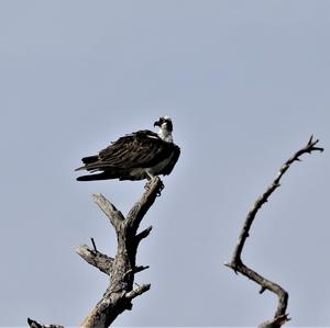 Osprey