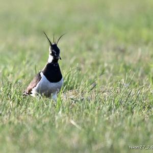 Northern Lapwing