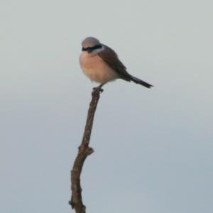 Red-backed Shrike