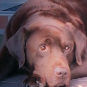 Unknown Breed