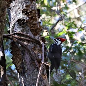 Pileated Woodpecker