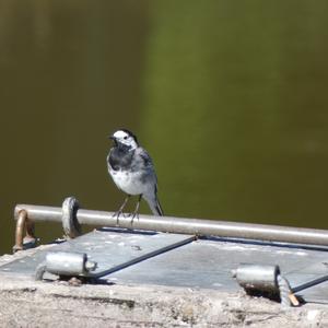 White Wagtail