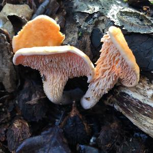 Hedgehog Fungus, Common