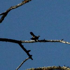 Common Cuckoo