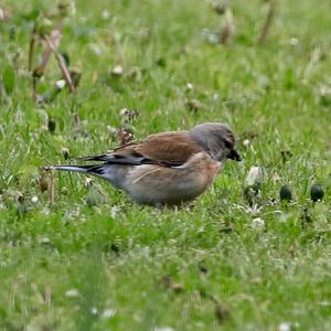 Eurasian Chaffinch