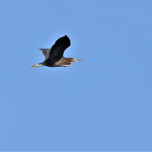 Tricoloured Heron