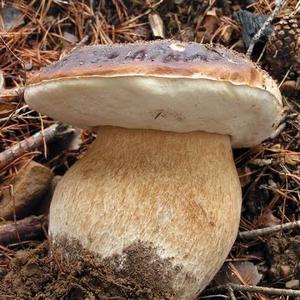 King Bolete