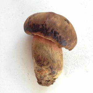 Dotted-stem Bolete