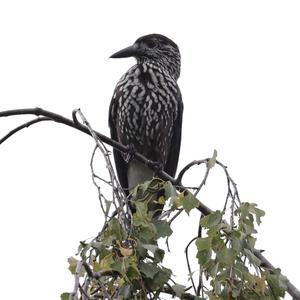 Spotted Nutcracker