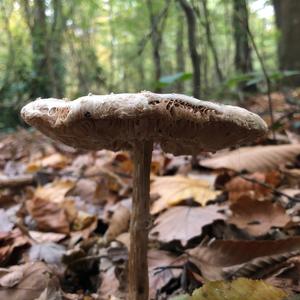 Parasol Mushroom