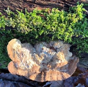 Thick-maze Oak polypore