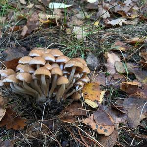 Clustered Psathyrella