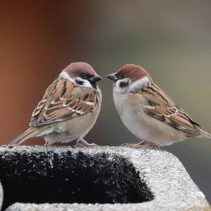 Eurasian Tree Sparrow