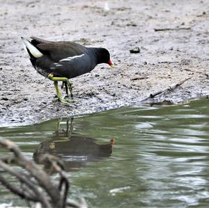 Common Moorhen