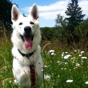 Berger Blanc Suisse