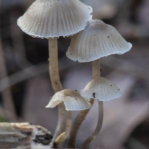 Mycena, Common