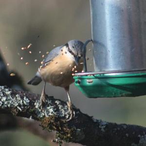 Wood Nuthatch